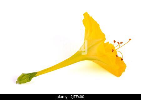 Fiore giallo a quattro ore isolato su sfondo bianco Foto Stock