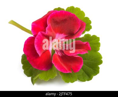 Red pelargonium fiore isolato su sfondo bianco Foto Stock