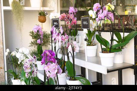 Pentole con orchidee stand in un mercato di un agricoltore Foto Stock