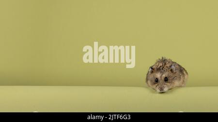 Carino criceto marrone, in piedi sul bordo. Guardando verso la fotocamera. Isolato su uno sfondo verde con spazio di copia. Foto Stock