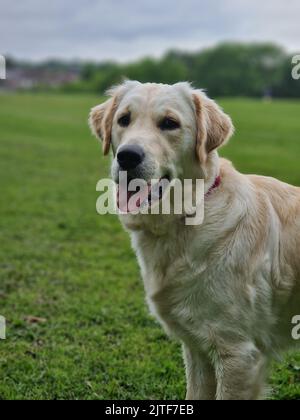 Giovane Golden Retriever Foto Stock