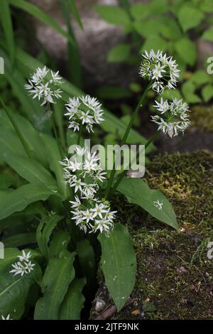 Aglio selvatico (Allium ursinum) fiore bianco in fiore in un giardino botanico, Lituania Foto Stock