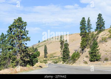 Pine trees dot the side of State Route 10 near Cle Elum Washington as the road passes dry hillsides Foto Stock