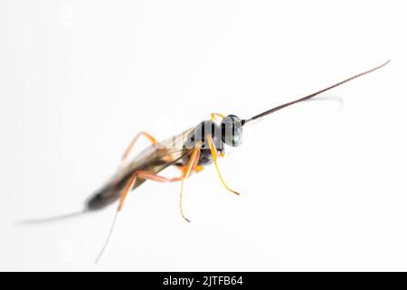 Ichneumon wasp, Campopleginae, dopo essere stato salvato dalla finestra e prima di essere lasciato fuori, fauna selvatica britannica Foto Stock