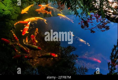 I colorati koi nuotano nello stagno. Riflesso del cielo limpido sulla superficie dell'acqua. Foto Stock