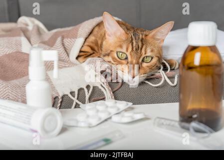 Un gatto malato giace sul divano, avvolto in una coperta. Gatto bengala con sintomi influenzali o freddi in trattamento a casa. Concetto di raffreddore e influenza invernale. Foto Stock