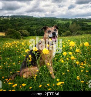 Cane anziano seduto in un campo di farfalle cercando felice, Yorkshire, Inghilterra, Regno Unito Foto Stock
