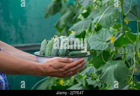 il coltivatore tiene una ciotola di cetrioli appena raccolti nelle sue mani. fuoco selettivo Foto Stock