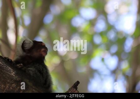 Piccola scimmia originaria delle aree della foresta atlantica vista sopra un muro vicino a Maceio, Alagoas, Brasile. Conosciuto anche come Mico Estrela. Foto Stock