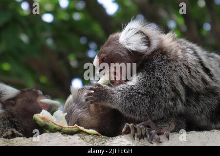 Piccola scimmia originaria delle aree della foresta atlantica vista sopra un muro vicino a Maceio, Alagoas, Brasile. Conosciuto anche come Mico Estrela. Foto Stock