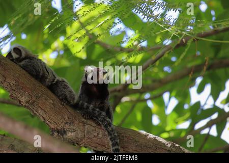 Piccola scimmia originaria delle aree della foresta atlantica vista sopra un muro vicino a Maceio, Alagoas, Brasile. Conosciuto anche come Mico Estrela. Foto Stock