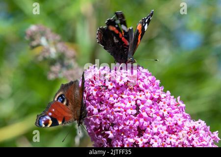 Peacock (Aglais io) e ammiraglio rosso (Vanessa atalanta) farfalle sulla buddleia Foto Stock