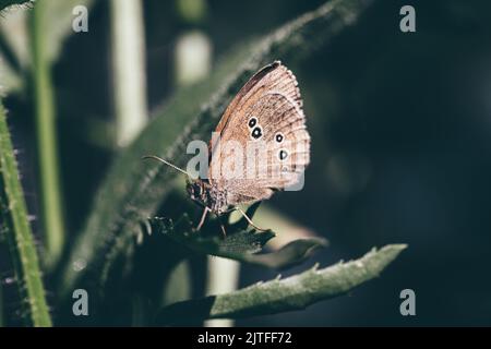 Farfalla seduta su pianta erbacea con foglie verdi. Sfondo botanico sfocato con messa a fuoco sulla bella gemma alata. Farfalla Peacock su fiore selvatico a. Foto Stock