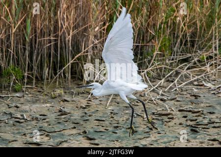 Piccola gretta (Egretta garzetta) decollo dalla riva del lago / stagno in estate Foto Stock