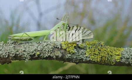 Il mantis verde di preghiera si siede su un ramo dell'albero e mangia la farfalla grande catturata. Mantis europeo (Mantis religiosa) e farfalla scarna a coda di rondine (Iphicli Foto Stock