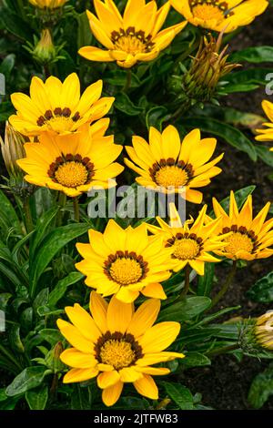 La gazania gialla fiorisce in un aiuola in un parco cittadino. Foto Stock