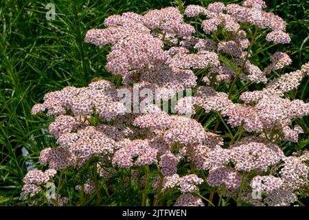 Primo piano di una cultivar ornamentale di yarrow, una testa di ricchi fiori rosa in un giardino. Foto Stock