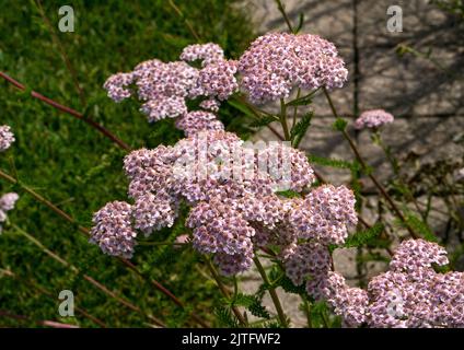 Primo piano di una cultivar ornamentale di yarrow, una testa di ricchi fiori rosa in un giardino. Foto Stock