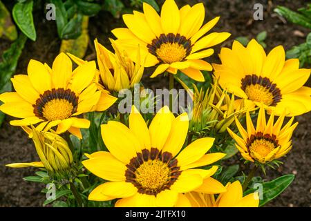 La gazania gialla fiorisce in un aiuola in un parco cittadino. Foto Stock