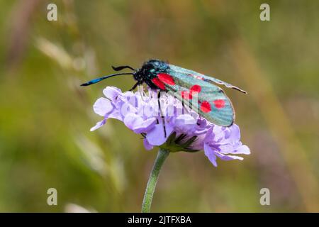 Una falce di burnet a sei punti, Zygaena filipendulae, che si nutre di sciabola sul campo, Knautia arvensis. Foto Stock