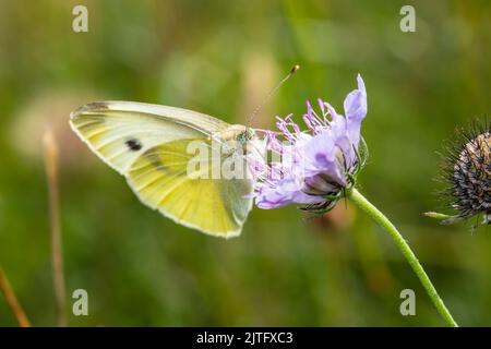 Pieris rapae, conosciuta con molti nomi comuni tra cui piccola farfalla bianca, cavolo bianco, cavolo farfalla, cavolo bianco e bianco farfalla. Foto Stock