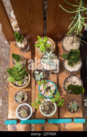 Ingresso al negozio di fiori. Carrello con piante da interno. Cactus in tazze varie sono sugli scaffali Foto Stock