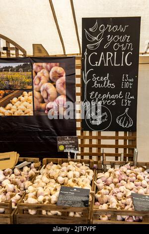 un assortimento di diversi tipi di aglio in mostra al festival annuale dell'aglio a arreton o newchurch sull'isola di wight uk, aglio per cibo. Foto Stock
