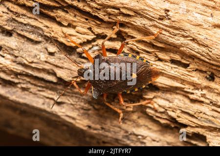 Un bug della foresta noto anche come schermo a zampe rosse, Pentatoma rufipes, appollaiato su un log marcio. Foto Stock