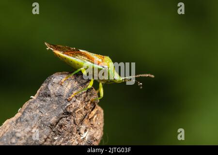 Un insetto di betulla, Elasmosthus interstinctus, arroccato su un pezzo di legno marcio. Foto Stock