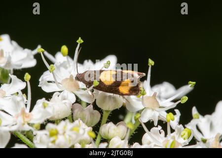 Una falena di Piercer, Pamene aurana, che si nutrono di fiori selvatici. Foto Stock