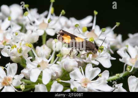 Una falena di Piercer, Pamene aurana, che si nutrono di fiori selvatici. Foto Stock