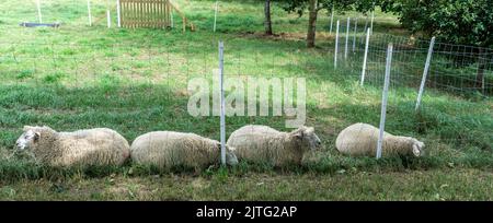 Quattro pecore sono viste dormire pacificamente in un campo. Sono circondate da erba e altro fogliame e sembrano essere in uno stato di riposo o di rilassamento. Foto Stock