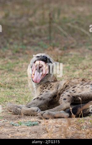 Zambia, Parco Nazionale di Luangwa Sud. Iena macchiata che mostra denti impressionanti (SELVAGGIO: Crocuta crocuta) Foto Stock