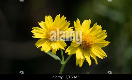 Primo piano di un paio di fiori da Mesa giallo blanket fiore. Foto Stock