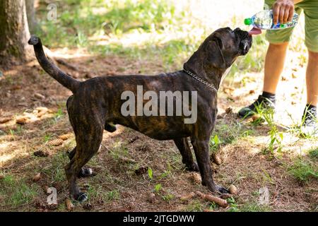 Il cane Boxer beve acqua da una bottiglia nella foresta. Foto di alta qualità Foto Stock