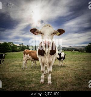 Una mucca è in piedi all'attenzione nel campo di Shropshire. Foto Stock