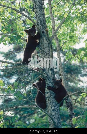 Tre piccoli cuccioli di orso nero (Ursus americanus) trovano rifugio in un albero di aspen. Estate in Minnesota Foto Stock