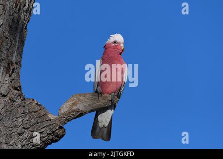 Un maschio australiano Galah -Cacatua roseicapilla, nominato race- uccello arroccato su un vecchio ramo di albero alla luce del mattino presto Foto Stock