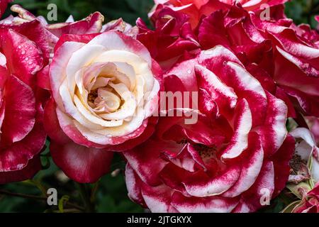 Fiori di ‘Gemini’ Hybrid Tea Rose Foto Stock