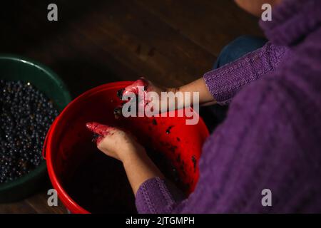 Defocus donna fare il vino. Mani femminili che tengono l'uva pigiata. Processo di vinificazione. Vendemmia a casa. Uva su piatto. Fuori fuoco. Foto Stock