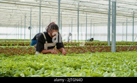 Lavoratore agricolo americano africano che raccoglie lattuga biologica che controlla per pesti in ambiente idroponico. Donna che lavora in azienda di ortaggi che ispeziona le piante che fanno il controllo di qualità in serra. Foto Stock