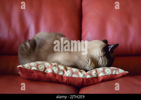 Gatto Siamese addormentarsi su un cuscino su un divano rosso Foto Stock