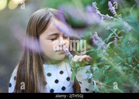 Adora passeggiare nel giardino per sentire l'odore della lavanda, una bambina che odora una pianta di lavanda fuori. Foto Stock