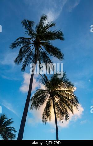 Due palme da cocco con le loro enormi teste che soffiano nel vento. Foto Stock