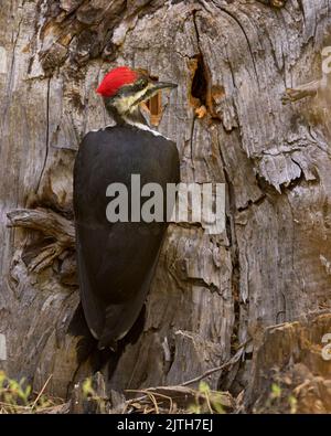 Picchio perlato (Dryocopus pileatus) Calaveras County California USA Foto Stock