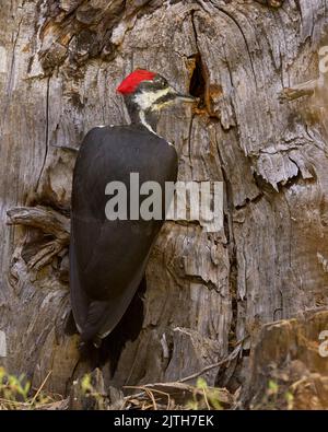 Picchio perlato (Dryocopus pileatus) Calaveras County California USA Foto Stock