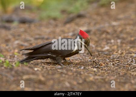 Picchio perlato (Dryocopus pileatus) Calaveras County California USA Foto Stock