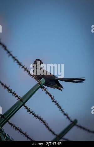 Una verticale di un uccello di ani dalla fattura liscia appollaiato su un filo spinato. Foto Stock