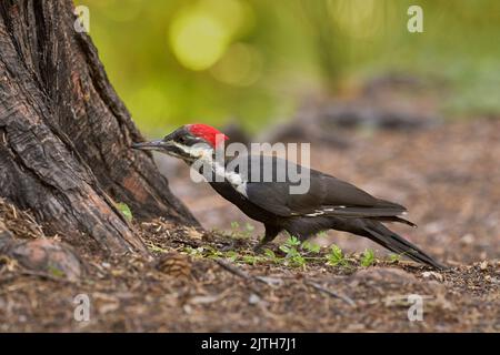 Picchio perlato (Dryocopus pileatus) Calaveras County California USA Foto Stock