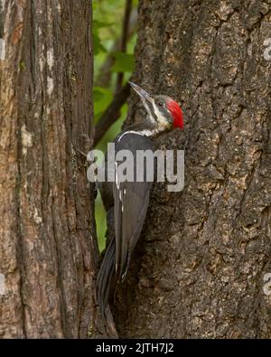 Picchio perlato (Dryocopus pileatus) Calaveras County California USA Foto Stock